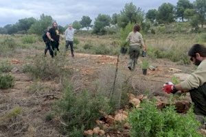 La Pobla de Vallbona planta 250 exemplars de  l’estepa de Cartagena