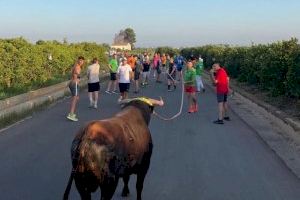 Tornen els Bous en Corda a Borriana amb bous d'elit i emoció assegurada