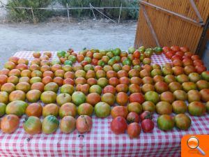 Degustación de tomate Muchamiel en la Volvo Ocean Race